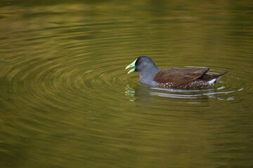 tagüita (Gallinula melanops) swimming in the pond with open beak