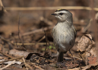 Golden crowned kinglet