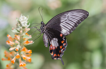butterfly on a flower