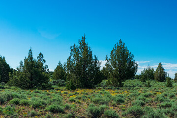 Trees and wildflowers in Steens Mountain Area