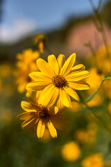A group of yellow daisies. Dimorphotheca sinuata