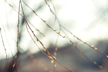 The first blossoming buds on the branches of trees against a blurred background. Spring
