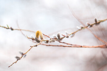 The first blossoming buds on the branches of trees against a blurred background. Spring