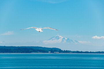 Seagull Flying Towards Mt. Baker Over Ocean in Vancouver, British Columbia, Canada