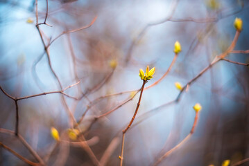 The first blossoming buds on the branches of trees against a blurred background. Spring