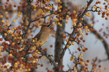 cedar wax wing