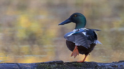 northern shoveler 