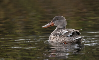 northern shoveler 