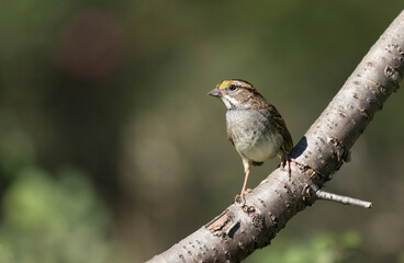 White throated sparrow