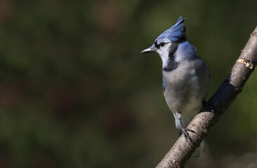 blue jay on a branch