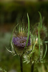 Teasel flower