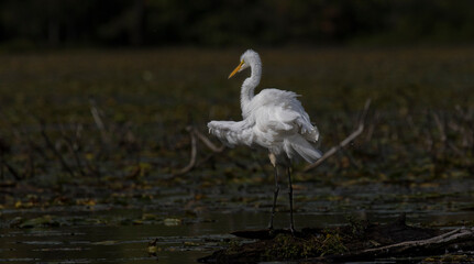 great white heron