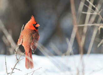 red cardinal in winter