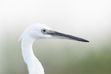The little egret (Egretta garzetta), small heron in the family Ardeidae.