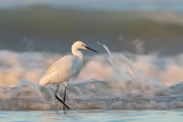 The little egret (Egretta garzetta), small heron in the family Ardeidae.