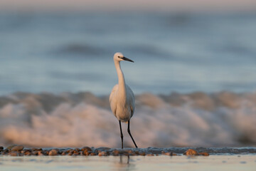 The little egret (Egretta garzetta), small heron in the family Ardeidae.
