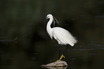 The little egret (Egretta garzetta), small heron in the family Ardeidae.
