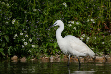 The little egret (Egretta garzetta), small heron in the family Ardeidae.