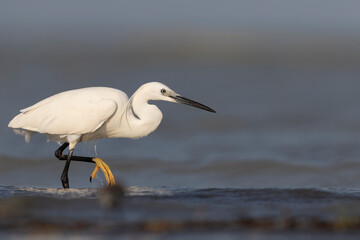 The little egret (Egretta garzetta), small heron in the family Ardeidae.
