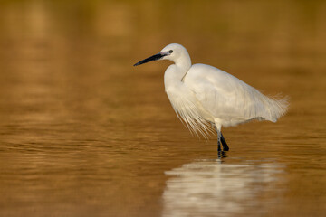 The little egret (Egretta garzetta), small heron in the family Ardeidae.