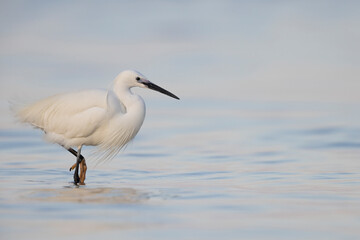 The little egret (Egretta garzetta), small heron in the family Ardeidae.