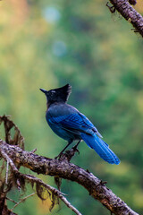 Vibrant Visitor: Steller's Jay Poses Proudly on a Branch in a Striking Display
