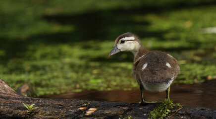 duck in the grass