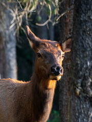 Golden Hour Majesty: Cow Elk Radiates in the Glowing Light of a Stunning Sunset