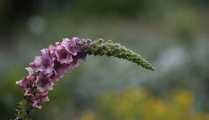 bee on a flower