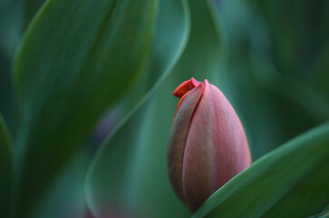 pink tulip flower