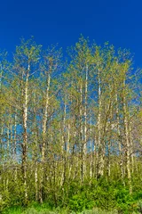 Fotobehang Aspen Trees in the Steens Mountain area © TSchofield