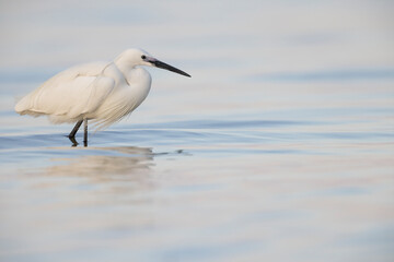The little egret (Egretta garzetta), small heron in the family Ardeidae.