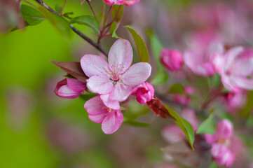 Fototapeta na wymiar Decorative apple tree branches with pink flowers. Spring blossom tree closeup