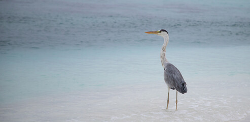 great Blue Heron by the sea