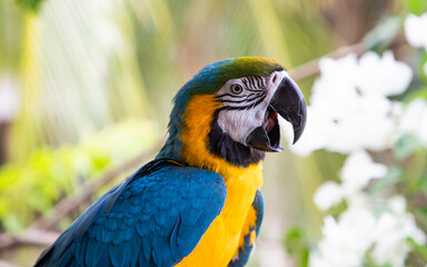 beautiful Blue-and-Yellow Macaw in rainforest