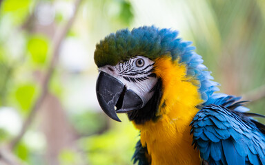 beautiful Blue-and-Yellow Macaw in rainforest