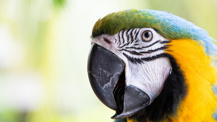 beautiful Blue-and-Yellow Macaw in rainforest