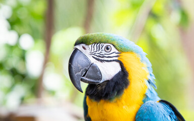 beautiful Blue-and-Yellow Macaw in rainforest