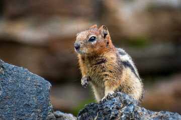 Naklejka na ściany i meble Curious Chipmunk: Adorable Little Rodent Stands Tall with Inquisitive Paw