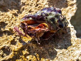 Paguro sulla spiaggia,