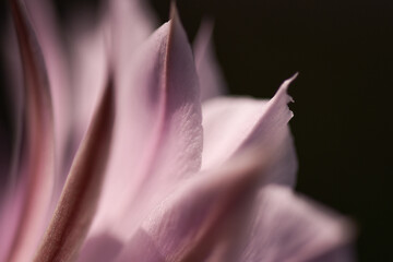 Fototapeta na wymiar Makro-Aufnahme einer Blüte gegen schwarzen Hintergrund