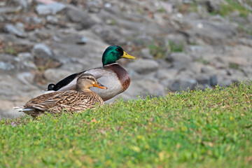 Obraz premium Two Mallards, male and female, during mating season, grassy foreground, rocks in background, with copy space.