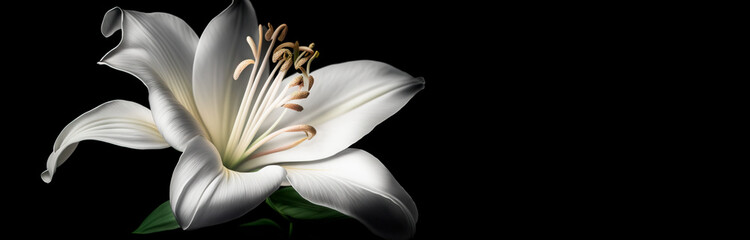 White Easter lily flower. Large fragrant white flower with big petals on black background. Image created with generative ai. - obrazy, fototapety, plakaty