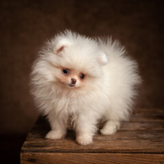 Pomeranian Puppy