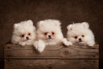 Pomeranian Puppies