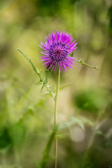 Front view and closeup of a Silybum marianum, thistle with pink flower, common name  milk thistle or Marian thistle. Selective focus, out of focus areas.