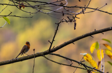 Rotkehlchen im Herbst