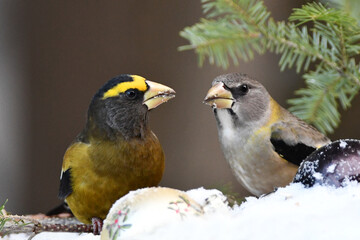 Fototapeta premium Male and Female Evening Grosbeaks sitting perched on a snow covered branch