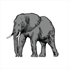 Elephant Drawings Animals wildlife Colorful Nature beauty