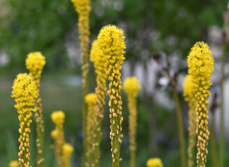 ブルビネラ　花模様